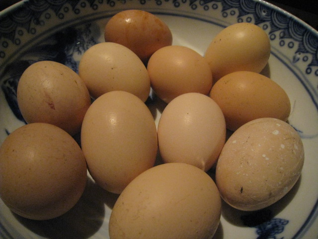 玉子かけご飯用の東京軍鶏の卵たち